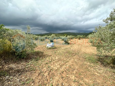 Vineyard Land in Muğla, Ula, Köprübaşı District